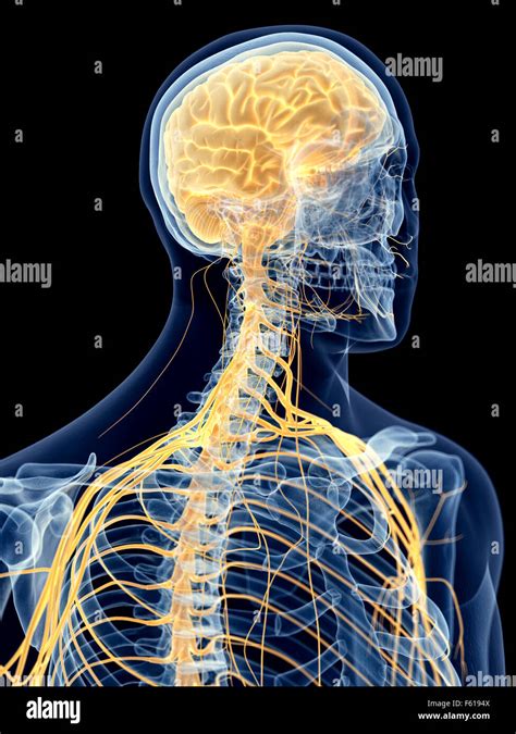 Medically Accurate Illustration Of The Cervical Nerves Stock Photo Alamy