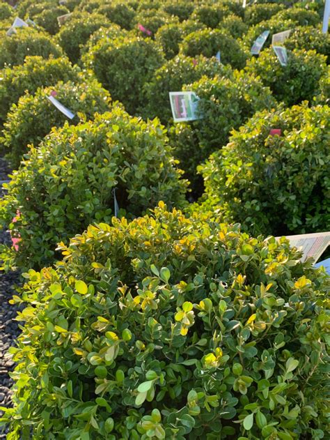 These shrubs grow only a few feet in height and spread, but they sport bright blooms and interesting foliage that goes well beyond a basic green. Evergreen Shrubs | My Site