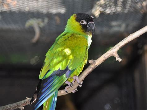 Aratinga Nenday Nanday Conure In Bratislava Zoo