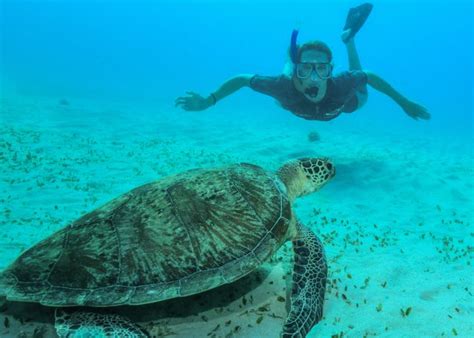 Emma mckeon's life and education. emma-mckeon-turtle-great-barrier-reef - Swimming World News