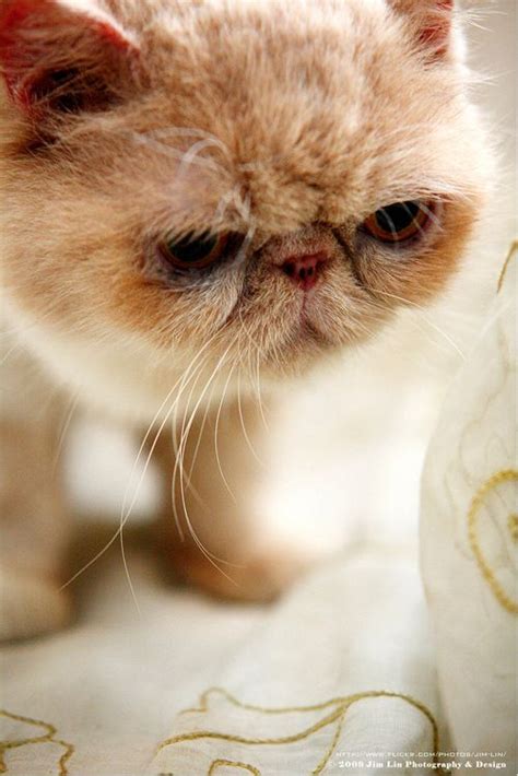 Just like other cats, orange tabby cats showing various personalities. 38 best images about Flat Faced Cats on Pinterest ...