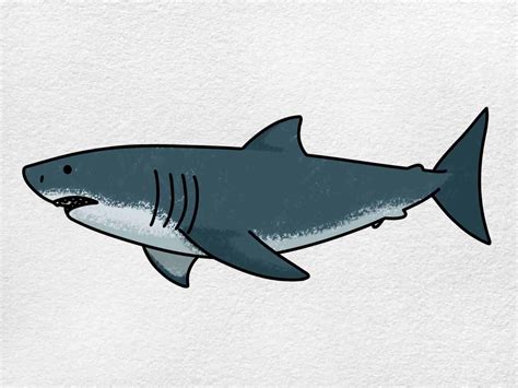 Shark Drawing For Kids