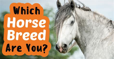 Heathers was one of the best and most iconic movies of the 1980s, largely because all of us could identify with at least one of its characters. Which Horse Breed Are You? - Quiz - Quizony.com
