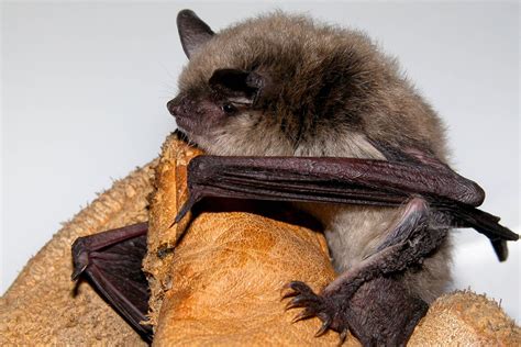 Montana Scientists Search For Signs Of Deadly Bat Disease Ypr