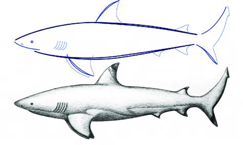 Drawing A Blacktip Shark Sketching As A Reflective Conversation The