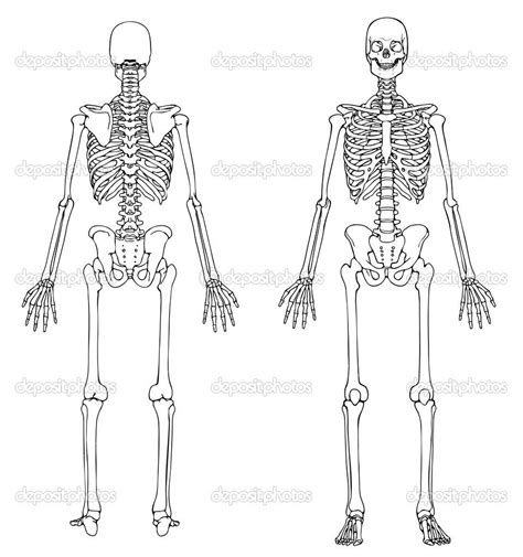 In order to navigate out of this carousel please use your heading shortcut key to navigate to the next or previous heading. Pin by Dyggvi Seguin on halloween | Human skeleton, Human ...