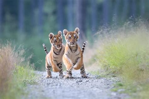 Épinglé Par ﴾al Jazayiri﴿ 🌾 Sur Animaux En 2023 Animaux