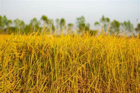 November Yellow Rice Fields Await Harvest In Southeast Asia Stock