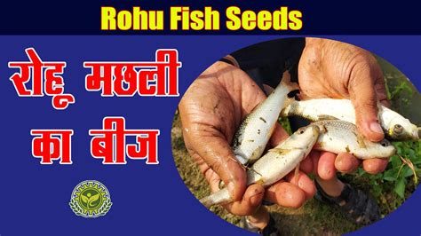 Rohu Fish Seed Most Trusted Rohu Seed Supplier Providing Rohu Fish