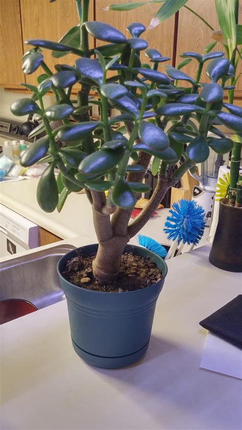 Had this indoor jade plant for two years and it's suddenly started