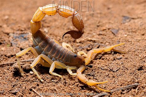 Minden Pictures Scorpion Parabuthus Granulatus Profile Of South