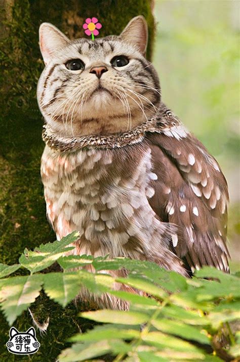 Meowls Cat Owls Are The Greatest Animal Hybrids Ever Neogaf