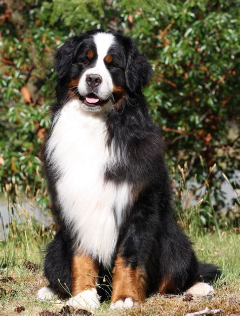 The Bernese Mountain Dog Called In German The Berner Sennenhund Is A