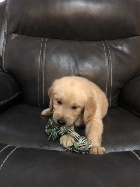 The golden retriever, some portion of the donning gathering of dogs, was initially reared as a chasing partner for recovering waterfowl, and keeps on being a standout amongst the most mainstream family puppies in the united. Golden Retriever puppy dog for sale in Sandpoint, Idaho