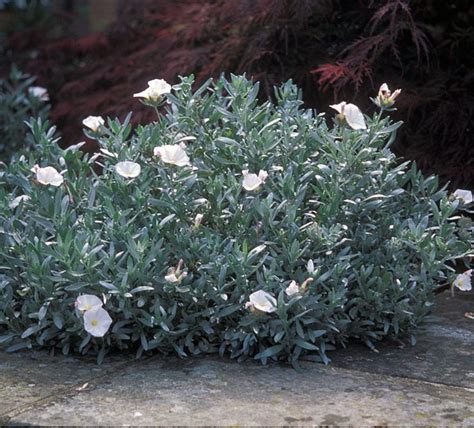 Artemesia genus has more than 300 species of plants suitable. Convolvulus Cneorum - Midland Horticulture