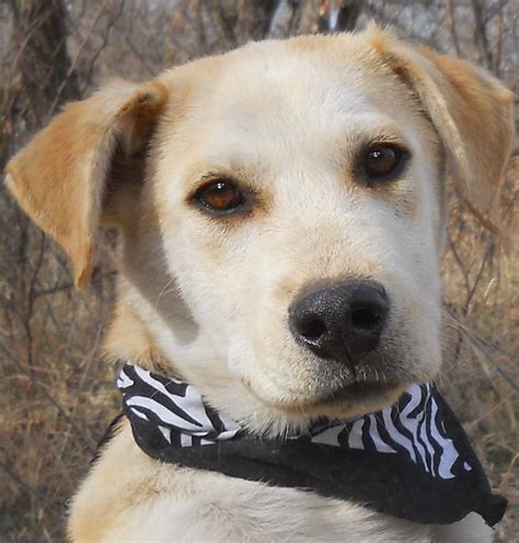 The afador is not a purebred dog. Caleb the Great Pyrenees, Siberian Husky, Lab Mix ...