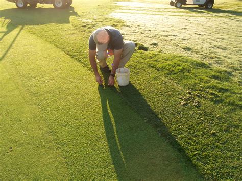 It is actually a type of weed that originated. FOUNDRY TURF CARE DEPARTMENT: Topdressing and Greens Edging