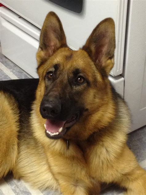 Near chicago, illinois have announced the breeding of purebred west german show line german shepherds. Purebred German Shepherd Wisconsin - Photo Gallery