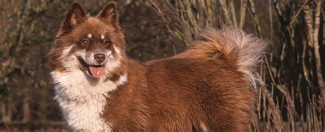 finnish lapphund dog breed profile petfinder