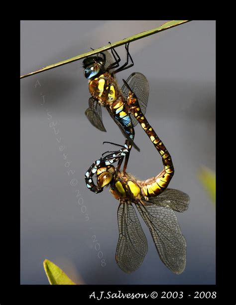 Dragonfly Sex By Andy J S On Deviantart