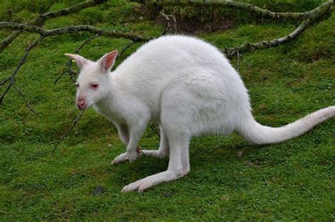 20 Fascinantes Animales Albinos Que Son Maravillas De La Naturalezala