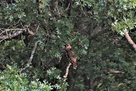 Barred Owl In Trees Free Stock Photo - Public Domain Pictures