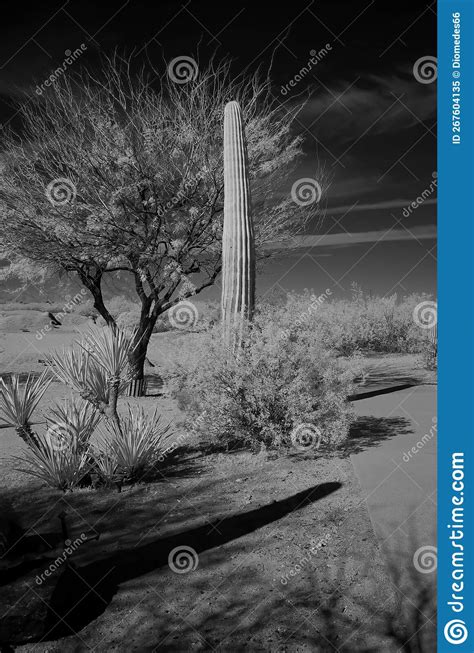 Young Saguaro Cactus Sonora Desert Arizona Infrared Stock Image Image