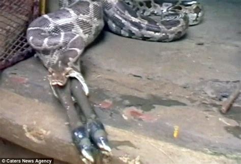Gruesome Moment Python Regurgitates An Entire Antelope In Front Of
