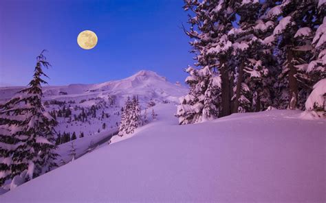 Snowy Moonlight Wallpaper Wallpapersafari
