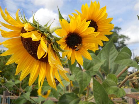 Wild flowers that look like sunflowers. 17 Stunning Plants That Bloom all Summer Long - Page 3 of ...