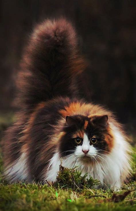 Long Haired Calico Cat Breeds The Best Dogs And Cats