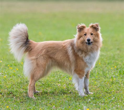 40 Fluffy Dog Breeds Thatll Melt Your Heart Small Medium And Large