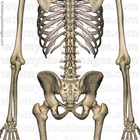 Anatomy Stock Images Lower Back Anatomy Back Skin