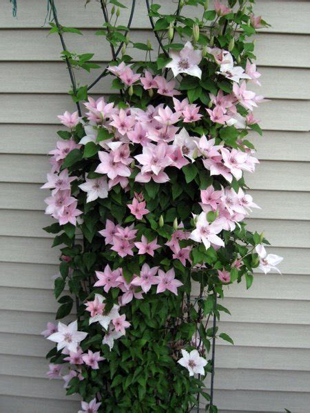Pink Fantasy Flowering Plants Available From Buy Clematis Direct