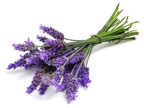 True English Lavender Vera Augustifolia Herb Flower 30 Seeds Seedsnpots