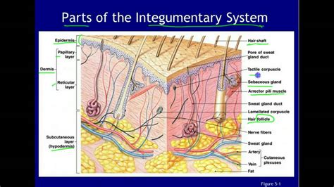 Parts Of The Integumentary System Youtube