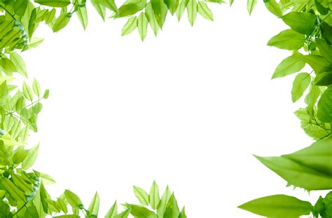 Use it in your nike commercial or your brother's homework. png-jungle-leaf-green-leaves-png-photos-1600 - Fine Soaps Ltd