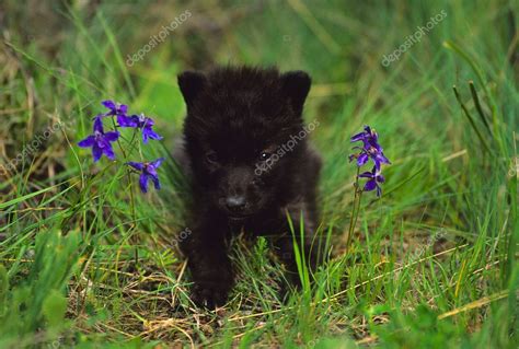 Newborn Black Wolf Pup