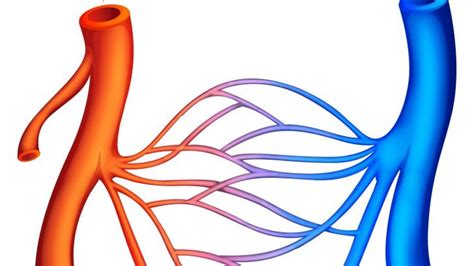 Jan 20, 2021 · cardiac quizzes & trivia. QUIZ: Cardiovascular System Quiz