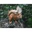 Red Squirrel News This Autumn  Scottish Wildlife Trust