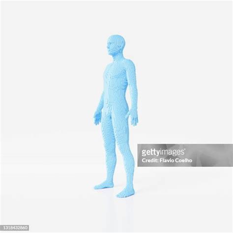 Male Human Anatomy Diagram Photos And Premium High Res Pictures Getty