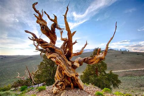 Oldest Tree In The World Methuselah History Facts And More
