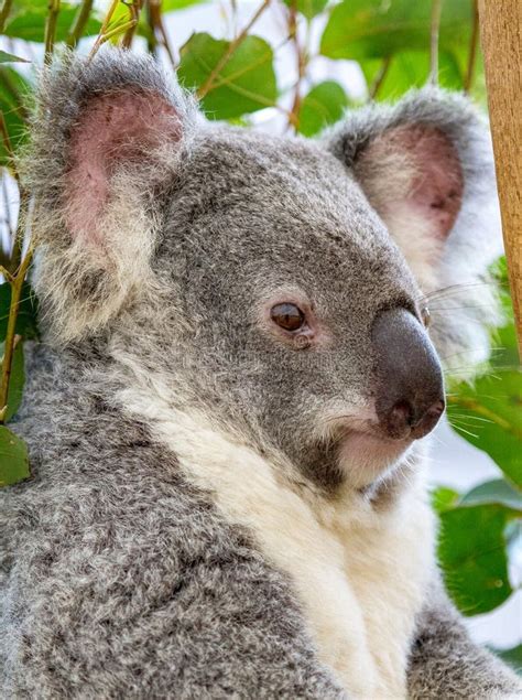 Koala In Profile Stock Photo Image Of Cute Native 106871700