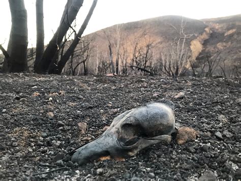 The Aftermath Of The California Wildfire I Didnt Recognize The Place