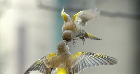 Attractive Birds Wallpapers Hd Free Download For Desktop