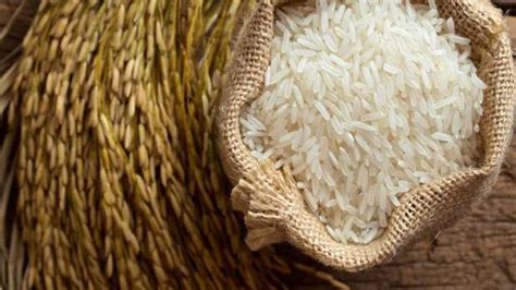 سعر الأرز الشعير الرفيع اليوم