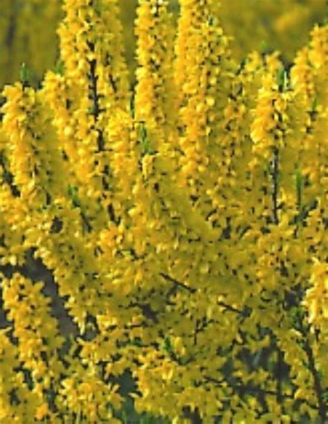 Forsythia flowers first appear in late february or early march. Forsythia