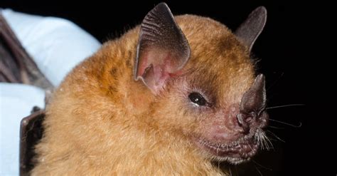 Cutest Bat Which Bat Species Is The Cutest In The World A Z Animals