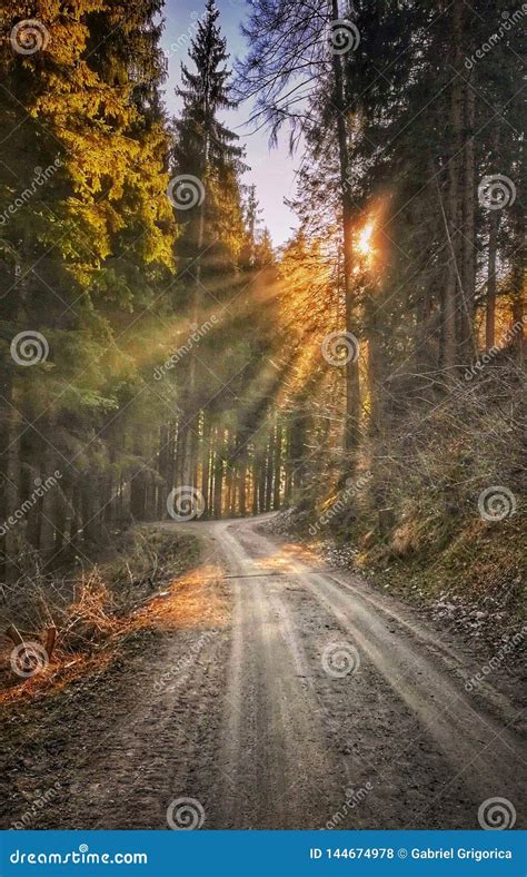 Spring Sun Rays Among The Trees That Shine The Forest Alley Stock Photo