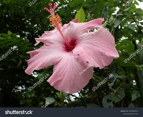 Flushed Pink Gumamela Blooming Garden Stock Photo 2254958237 Shutterstock